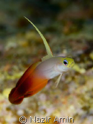 Dart fish...
Location: Pulau Weh by Nazir Amin 